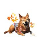【犬猫mix】季節もの多め・ダジャレ死語等（個別スタンプ：6）