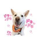 【犬猫mix】季節もの多め・ダジャレ死語等（個別スタンプ：7）
