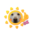【犬猫mix】季節もの多め・ダジャレ死語等（個別スタンプ：8）