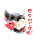 【犬猫mix】季節もの多め・ダジャレ死語等（個別スタンプ：9）