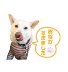 【犬猫mix】季節もの多め・ダジャレ死語等（個別スタンプ：10）