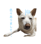 【犬猫mix】季節もの多め・ダジャレ死語等（個別スタンプ：11）