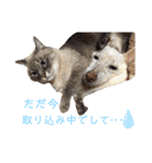 【犬猫mix】季節もの多め・ダジャレ死語等（個別スタンプ：12）