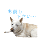 【犬猫mix】季節もの多め・ダジャレ死語等（個別スタンプ：13）