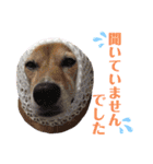 【犬猫mix】季節もの多め・ダジャレ死語等（個別スタンプ：14）