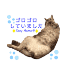 【犬猫mix】季節もの多め・ダジャレ死語等（個別スタンプ：15）