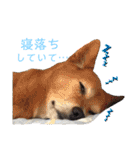 【犬猫mix】季節もの多め・ダジャレ死語等（個別スタンプ：16）