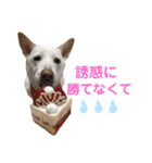 【犬猫mix】季節もの多め・ダジャレ死語等（個別スタンプ：17）