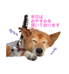 【犬猫mix】季節もの多め・ダジャレ死語等（個別スタンプ：18）