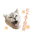【犬猫mix】季節もの多め・ダジャレ死語等（個別スタンプ：19）