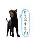 【犬猫mix】季節もの多め・ダジャレ死語等（個別スタンプ：21）