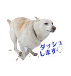【犬猫mix】季節もの多め・ダジャレ死語等（個別スタンプ：22）
