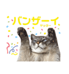 【犬猫mix】季節もの多め・ダジャレ死語等（個別スタンプ：23）