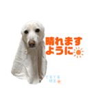 【犬猫mix】季節もの多め・ダジャレ死語等（個別スタンプ：24）