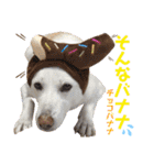 【犬猫mix】季節もの多め・ダジャレ死語等（個別スタンプ：27）