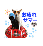 【犬猫mix】季節もの多め・ダジャレ死語等（個別スタンプ：28）
