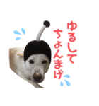 【犬猫mix】季節もの多め・ダジャレ死語等（個別スタンプ：30）