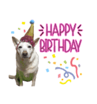 【犬猫mix】季節もの多め・ダジャレ死語等（個別スタンプ：31）