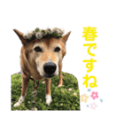 【犬猫mix】季節もの多め・ダジャレ死語等（個別スタンプ：32）