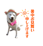 【犬猫mix】季節もの多め・ダジャレ死語等（個別スタンプ：33）