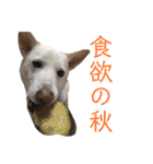 【犬猫mix】季節もの多め・ダジャレ死語等（個別スタンプ：34）