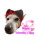 【犬猫mix】季節もの多め・ダジャレ死語等（個別スタンプ：40）