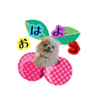 たまのお友達☆モコ、レオ、メイ（個別スタンプ：1）