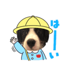 こまつボンのスタンプ（個別スタンプ：4）