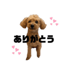我が家のアイドルトイプードルのパールくん（個別スタンプ：1）