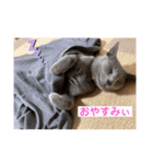 サラロワ（個別スタンプ：1）