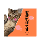サラロワ（個別スタンプ：4）