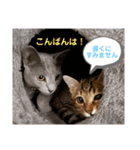 サラロワ（個別スタンプ：9）
