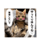 サラロワ（個別スタンプ：11）