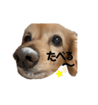 ちゃたろうたろう2個目（個別スタンプ：20）