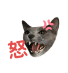 まりも・めかぶ・こんぶすたんぷ！6（個別スタンプ：2）