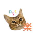まりも・めかぶ・こんぶすたんぷ！6（個別スタンプ：3）