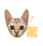 まりも・めかぶ・こんぶすたんぷ！6（個別スタンプ：4）