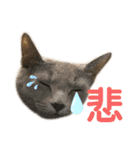 まりも・めかぶ・こんぶすたんぷ！6（個別スタンプ：6）