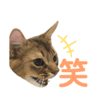 まりも・めかぶ・こんぶすたんぷ！6（個別スタンプ：7）
