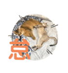 まりも・めかぶ・こんぶすたんぷ！6（個別スタンプ：9）