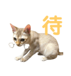 まりも・めかぶ・こんぶすたんぷ！6（個別スタンプ：15）