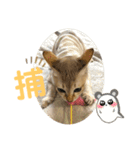 まりも・めかぶ・こんぶすたんぷ！6（個別スタンプ：16）