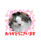 猫のエイトくんのスタンプ3（個別スタンプ：2）