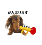 ミニチュアダックスかいちゃん 犬の日常①（個別スタンプ：4）
