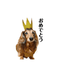 ミニチュアダックスかいちゃん 犬の日常①（個別スタンプ：6）
