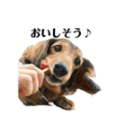 ミニチュアダックスかいちゃん 犬の日常①（個別スタンプ：12）