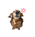 ミニチュアダックスかいちゃん 犬の日常①（個別スタンプ：13）