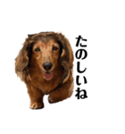 ミニチュアダックスかいちゃん 犬の日常①（個別スタンプ：16）