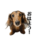 ミニチュアダックスかいちゃん 犬の日常②（個別スタンプ：1）