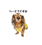 ミニチュアダックスかいちゃん 犬の日常②（個別スタンプ：5）